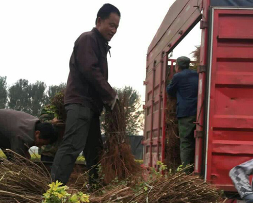 河北定州金叶榆绿篱苗价格看涨